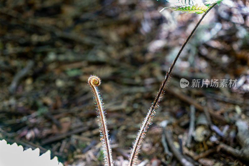 新西兰陶波隐谷Orakei Korako地热公园的树蕨洞穴